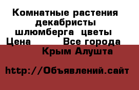 Комнатные растения, декабристы (шлюмберга) цветы › Цена ­ 300 - Все города  »    . Крым,Алушта